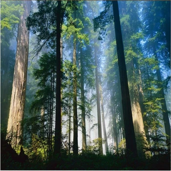 роспись wellyu на заказ для гостиной с изображением натуральных лесных деревьев, художественные фотообои-3d фотообои для обоев